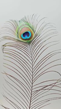 Peacock feather displayed in four frames showing different angles