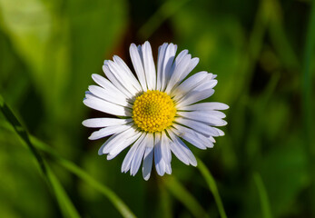 Close-up of a common lawn daisy (Bellis perennis) © sebi_2569