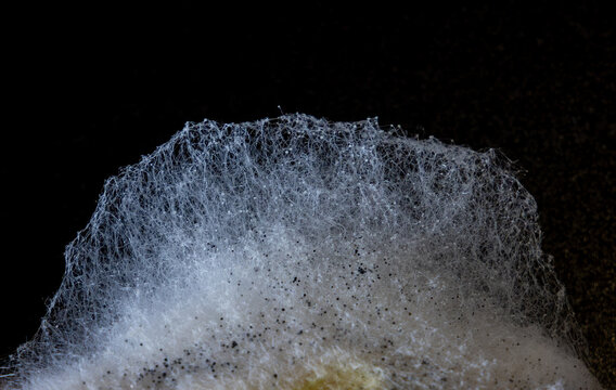 Close-up of a fungal growth, resembling a mucoralean mold or pine mold such as Rhizopus or Mucor species, characterized by a dense, delicate network of white hyphae and dark spore structures