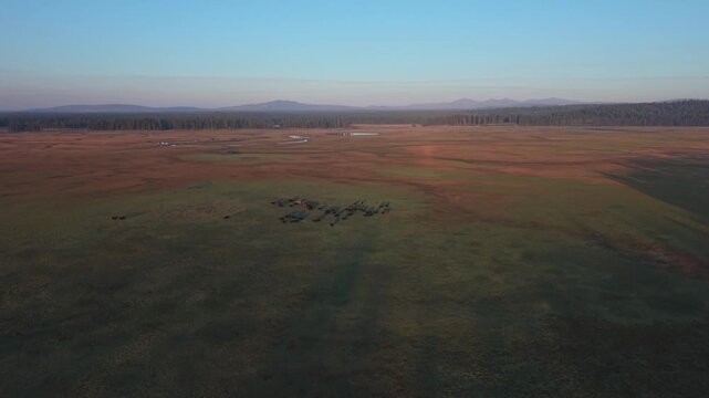 Range cattle herd tracked by aerial flyover across golden open rangeland at McCoy Flat, Lassen County, California &mdash; early morning light