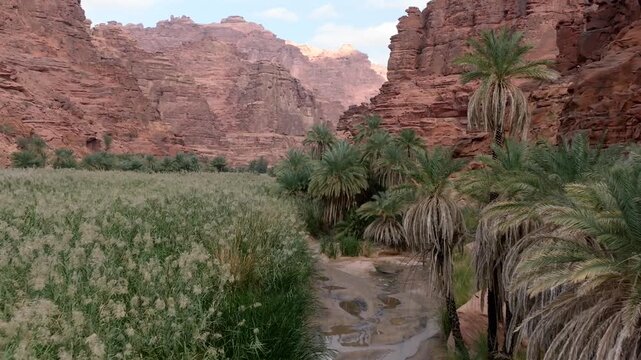 Scenic drone tracking shot over lush palm trees, reeds, and natural water stream nestled inside massive red sandstone canyon cliffs in Wadi Al Disah, Tabuk