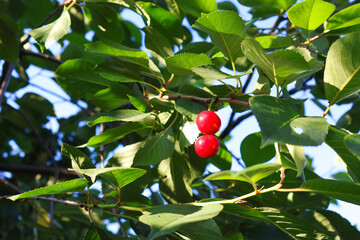 Two ripe red sour cherries growing on a cherry tree among green leaves in summer sunlight © gicku91