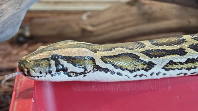 Python explores its habitat in a terrarium during the day