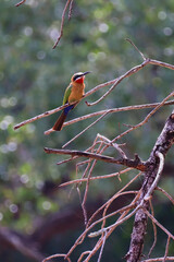 White-Fronted Bee-Eater Profile Portrait Timbavati South Africa © A_Vigilante