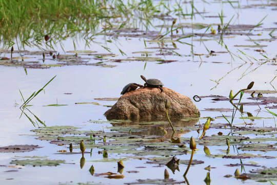 Terrapins Basking on Rock Timbavati Greater Kruger South Africa