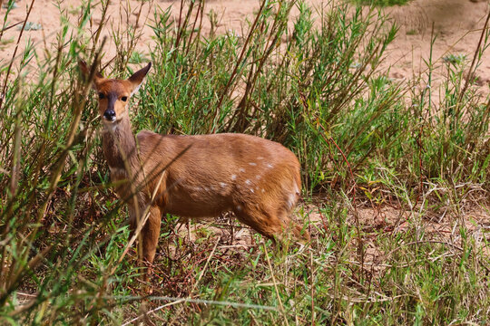 Steenbok Antelope in Grass Timbavati Greater Kruger South Africa