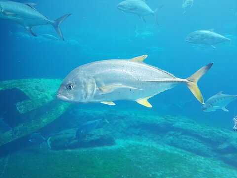 Blacktip Kingfish Swimming by a Shipwreck at uShaka Sea World, Durban