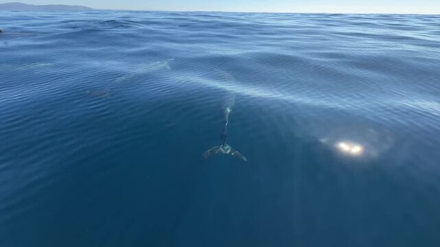 Dolphins Bow Riding Beside Boat in Clear Blue Ocean Water