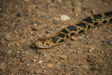 Obraz premium Bullsnake close-up with eye detail