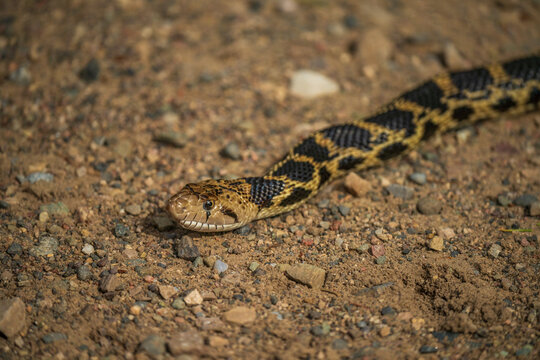 Bullsnake close-up with eye detail