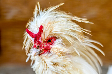portrait of a chicken © zydrunas
