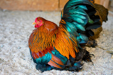 rooster and hen © zydrunas
