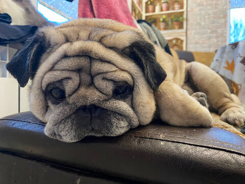 Adorable pug relaxing on a leather furniture at home.
