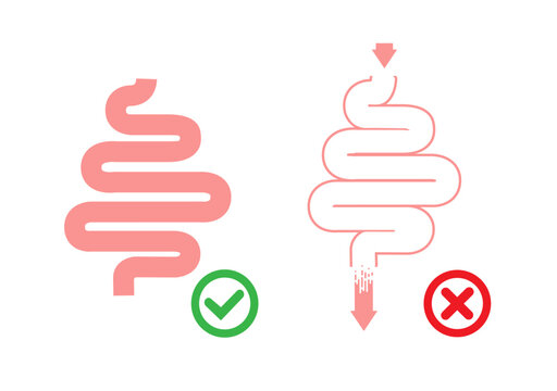 Gut Health Digestive System Anatomy Vector illustration