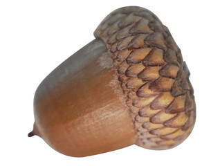 An acorn on a transparent background. An isolated object for design and installation. © Giacomo