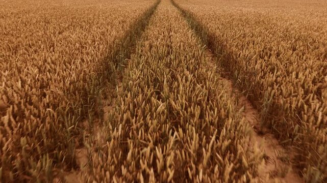 Golden wheat field with parallel tractor tracks cutting through ripe grain under warm summer light