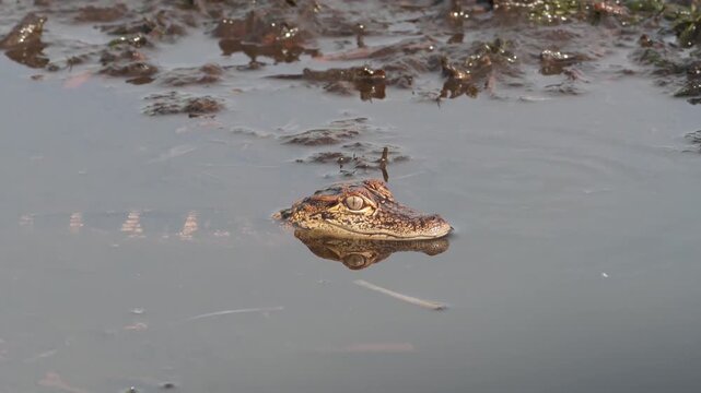 Wildlife and Nature: 4K Close-Up of a Juvenile American Alligator Partly Submerged in Fresh Water, Florida