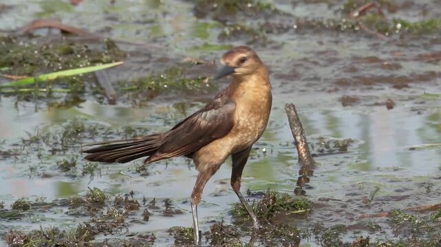 Wildlife and Nature: 4K View of a Grackle Foraging in Muddy Shallow Water, Florida