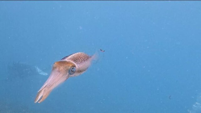 Marine Life and Ocean: 4K Close-Up of Caribbean Reef Squid Swimming in Clear Water in Key Largo, Florida