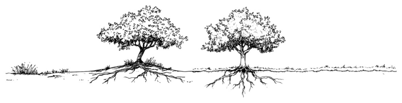 Trees with visible root systems in a field hand drawn sketch style