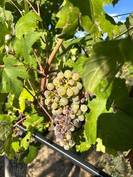 bunch of grapes