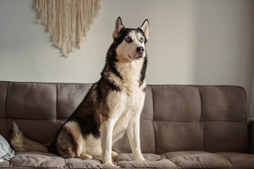 Husky sitting upright on a sofa at home © iwavephoto