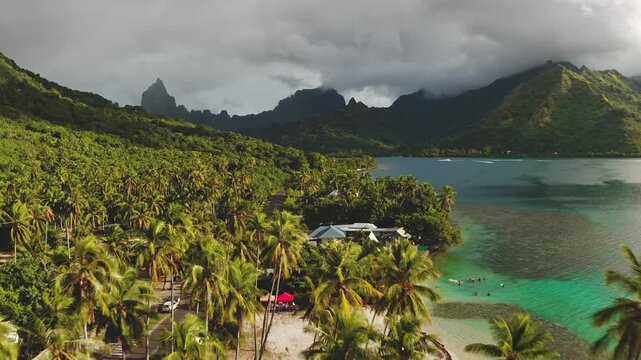 Drone flying over palm trees lining sand beach shore, turquoise clear lagoon water under dramatic sky, tropical paradise and untouched nature of Moorea island. Travel and relax in French Polynesia