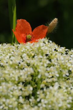 Red poppy flower emerging behind a soft white umbel of wildflowers in a layered spring meadow.