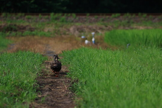 獣道ランウェイ