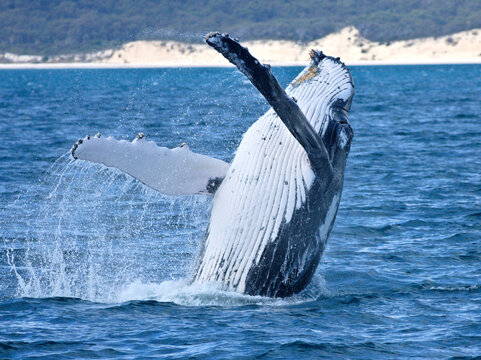 Humpback Whale Breaching in the Ocean off Hervey Bay, Queensland, Australia