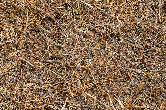 Dense layer of dry brown grass stems and plant remains forms a rough natural surface. Tangled straw and dead vegetation create an organic earthy texture suitable for a seasonal background.