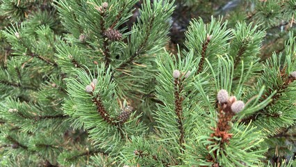Fir Bush Tree Closeup View © effge images