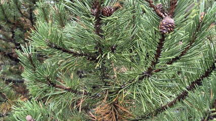 Fir Bush Tree Closeup View © effge images