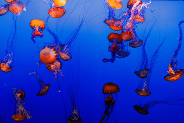 jellyfish floating in aquarium © Matthew Tighe