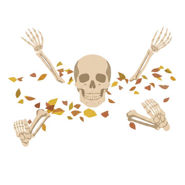 Flat vector illustration of a human skull with separated arm and leg bones surrounded by scattered autumn leaves. Isolated on white.