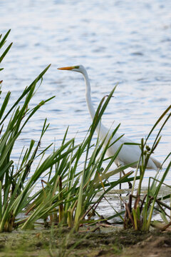 heron in the water
