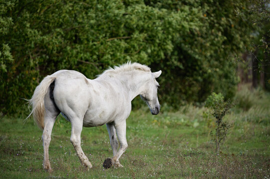 white horse in the field