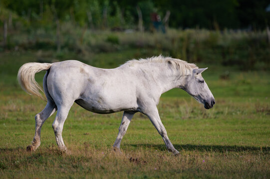 white horse running