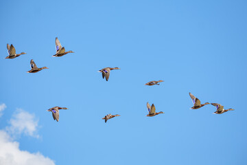 Fototapeta premium Greylag geese in flight against a blue, cloudy sky.