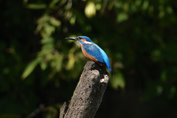 Obraz premium kingfisher on the branch
