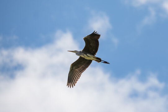 A heron in flight against a blue sky with clouds.