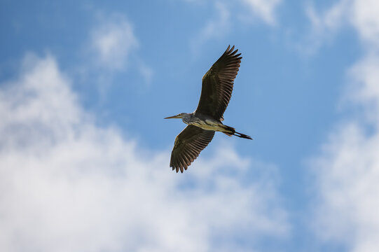A heron in flight against a blue sky with clouds.