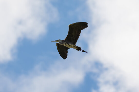 A heron in flight against a blue sky with clouds.