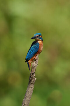 A beautiful, colorful kingfisher against a blurred green background.