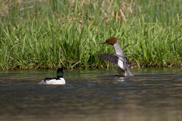 A goosander in an upright position above the pond water. © Robert