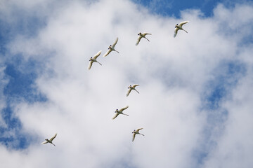 Obraz premium Swans in flight against a blue sky with clouds.