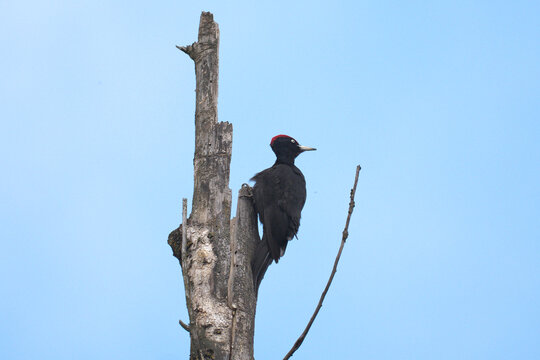 Black Woodpecker
Dryocopus martius