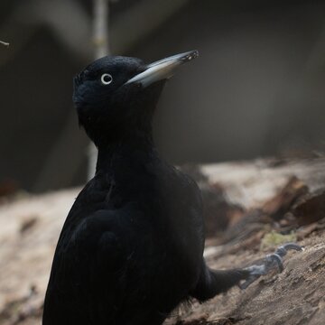 Black Woodpecker
Dryocopus martius