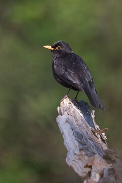 blackbird on a branch