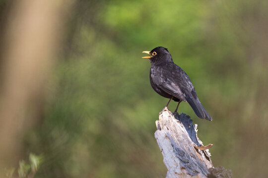 blackbird on a branch